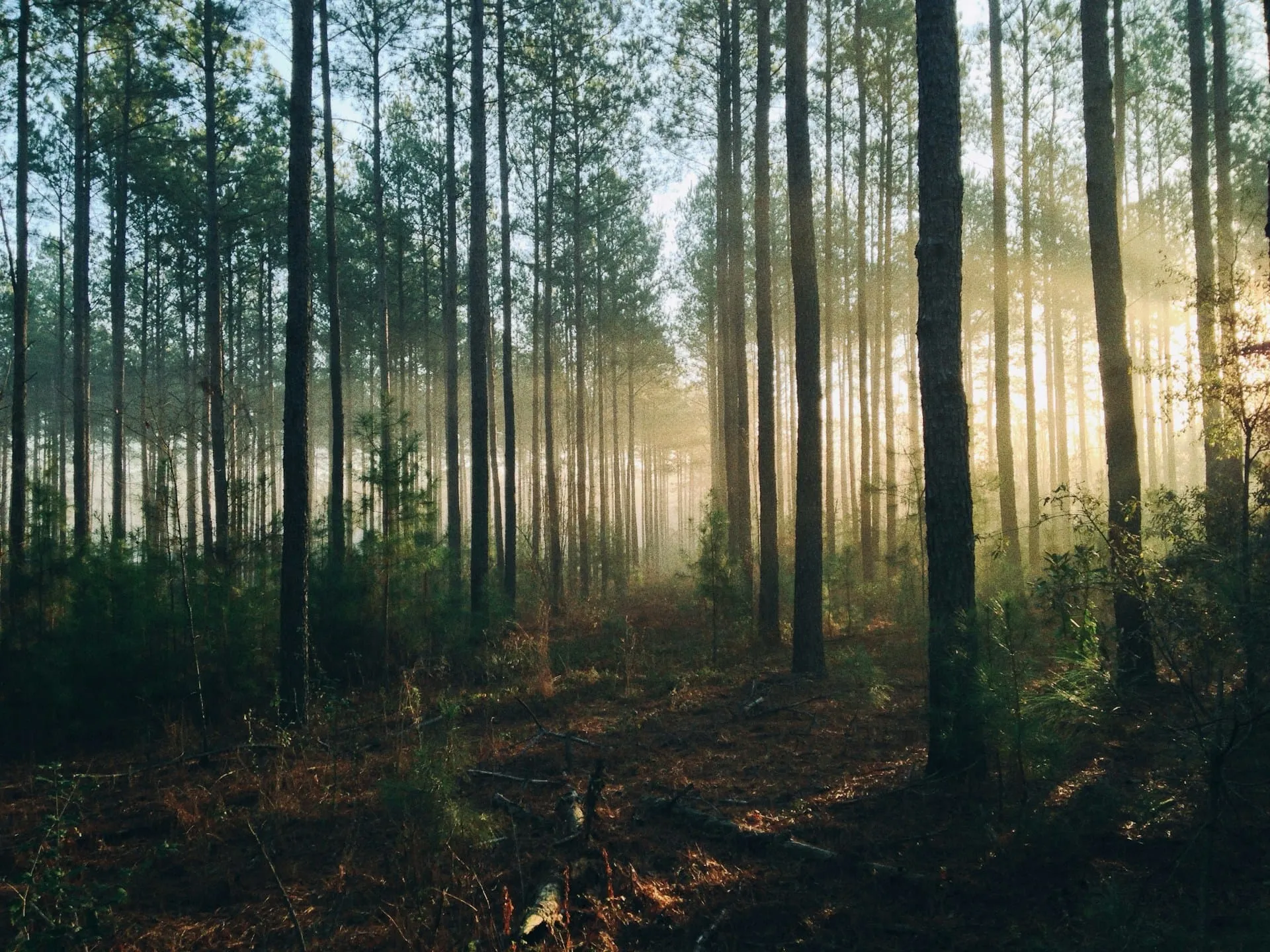 wald ausgeglichenheit licht